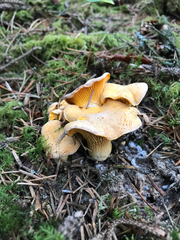 Cantharellus roseocanus