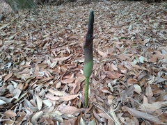 Amorphophallus hirtus