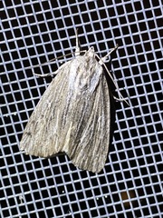 Acronicta lithospila