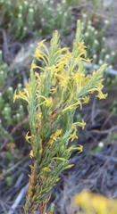 Struthiola parviflora