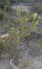 Struthiola parviflora