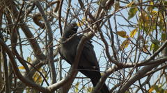 Corythaixoides concolor bechuanae