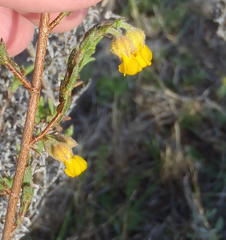 Hermannia stipulacea