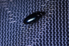 Lebia cyanipennis