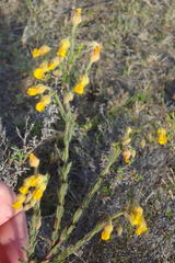 Hermannia stipulacea