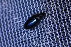 Lebia cyanipennis