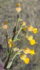 Hermannia stipulacea