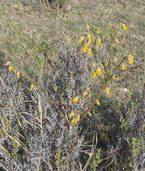 Hermannia stipulacea