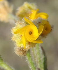 Hermannia stipulacea