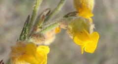 Hermannia stipulacea