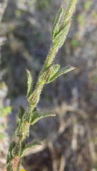 Hermannia stipulacea