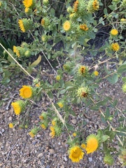 Grindelia squarrosa