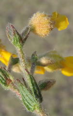Hermannia stipulacea