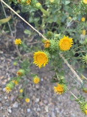 Grindelia squarrosa