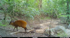 Cephalophorus harveyi