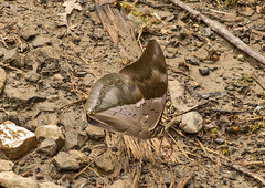 Archaeoprepona chromus