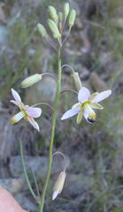 Heliophila cornuta squamata