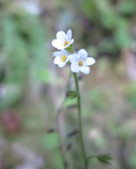 Myosotis venosa