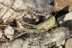 Syrbula admirabilis