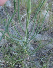 Heliophila cornuta squamata