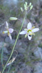 Heliophila cornuta squamata