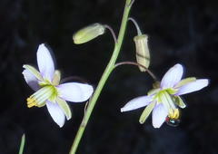 Heliophila cornuta squamata