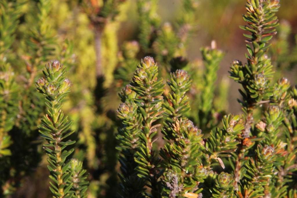 Linconia cuspidata (Linconia cuspidata)