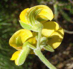 Rhynchosia chrysoscias