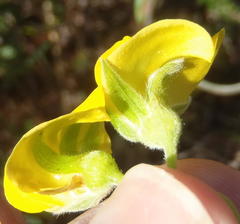 Rhynchosia chrysoscias