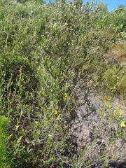 Rhynchosia chrysoscias