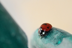 Coccinella septempunctata