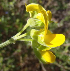 Rhynchosia chrysoscias