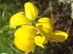 Rhynchosia chrysoscias