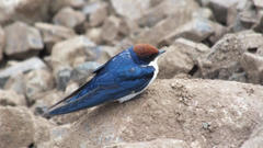 Hirundo smithii smithii