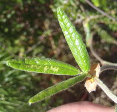 Rhynchosia chrysoscias