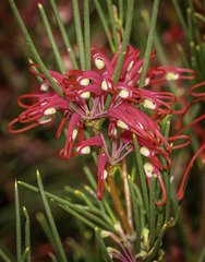 Hakea purpurea