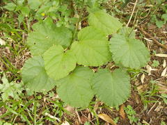 Pyrenacantha grandiflora