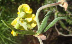 Rhynchosia chrysoscias