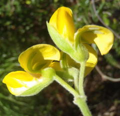 Rhynchosia chrysoscias