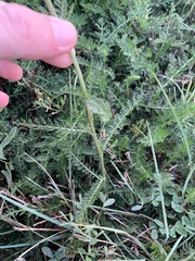Achillea millefolium