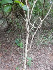 Pyrenacantha grandiflora