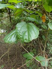 Pyrenacantha grandiflora
