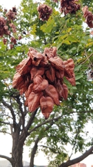 Koelreuteria bipinnata