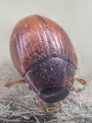 Cryptopleurum subtile