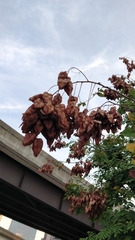 Koelreuteria bipinnata