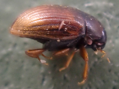 Cryptopleurum subtile