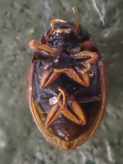 Cryptopleurum subtile