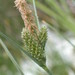 Carex extensa - Photo (c) David GENOUD, algunos derechos reservados (CC BY-NC-SA)