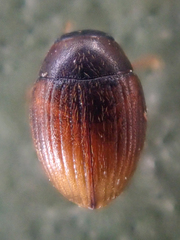 Cryptopleurum subtile