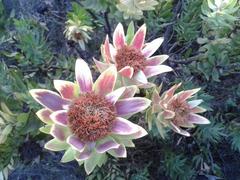 Leucadendron daphnoides